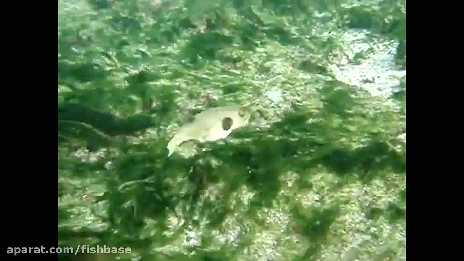 بادکنک‌ماهی خاکستری: Arothron...