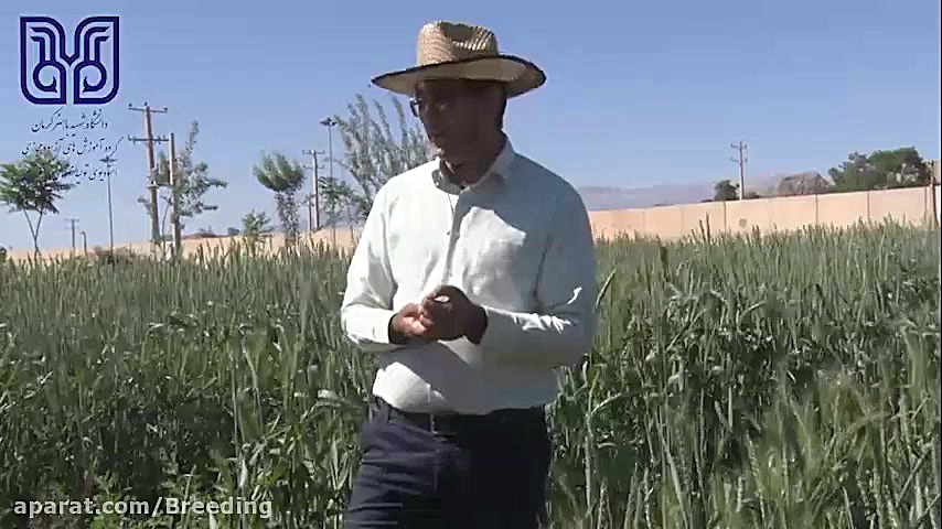 اصلاح گندم دانشگاه شهید باهنر...