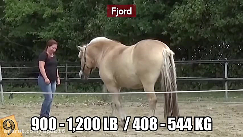 بزرگترین نژادهای اسب در جهان