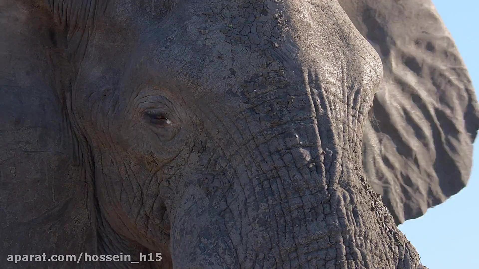 مستندجدید ودیدنی داستان فیل آف...