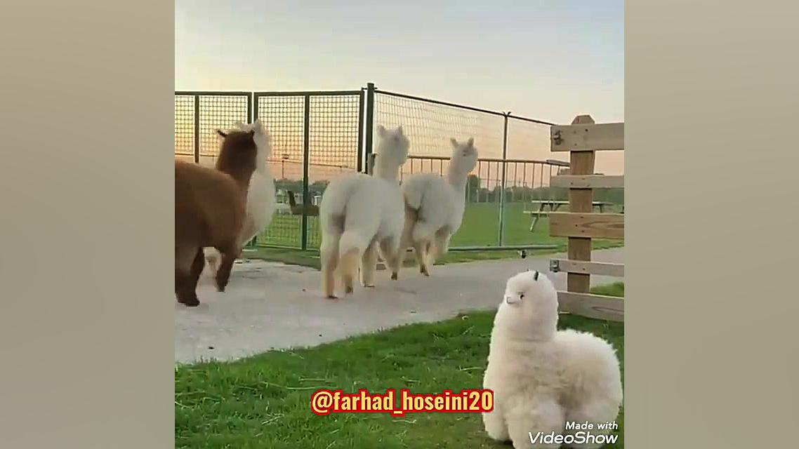 گوسفندان شجاع باحال (کلیپ طنز...