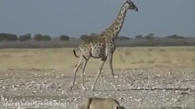 مجموعه حملات شیر وحشی به حیات...