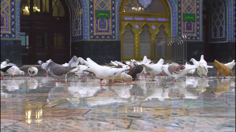 کلیپ کبوتر دلم به مناسبت آغاز...