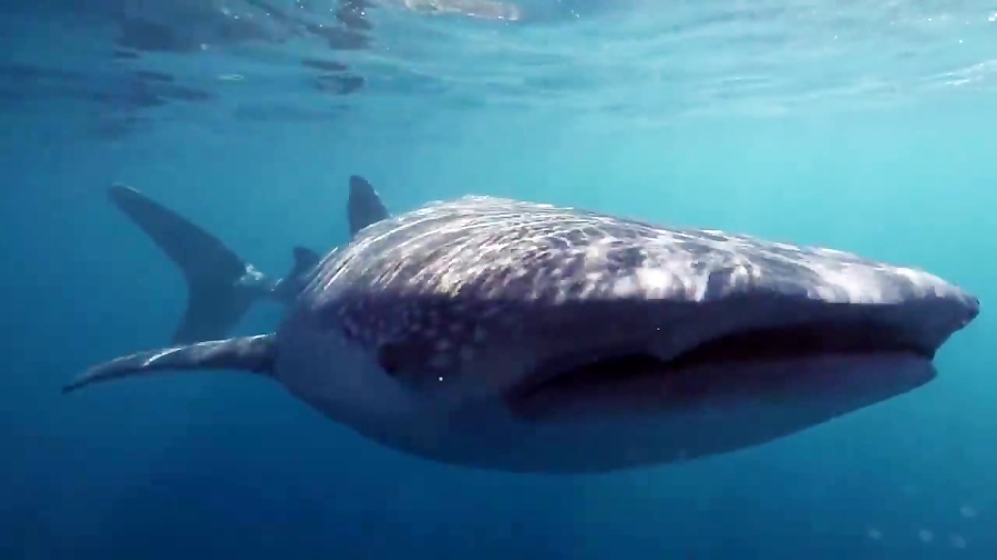 10 گونه نادر از کوسه که در اقی...