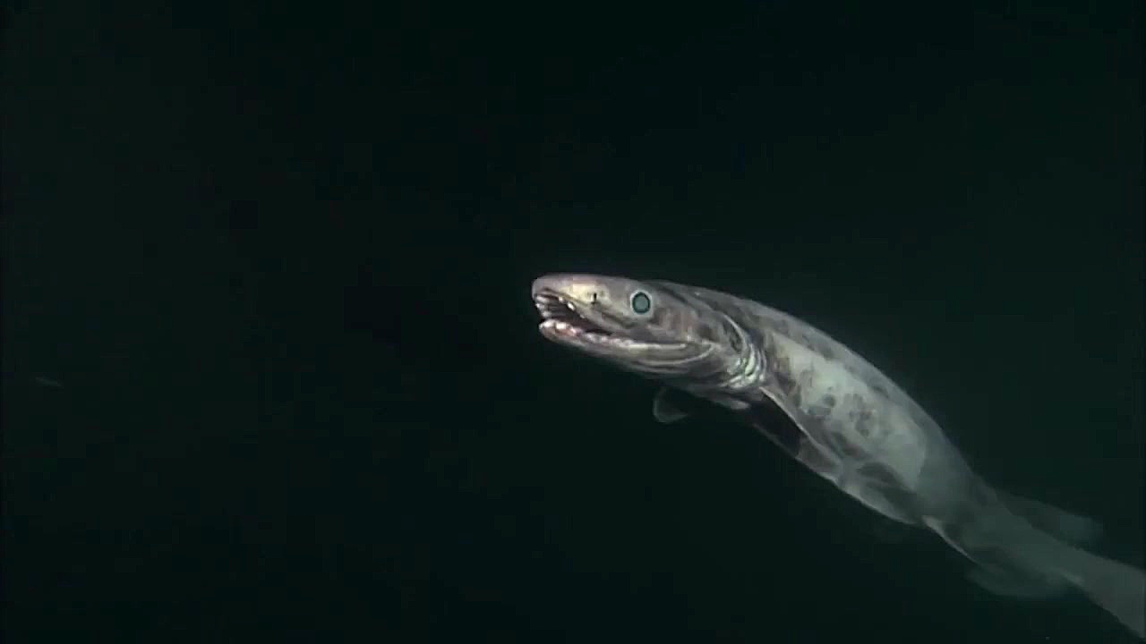 10 گونه نادر از کوسه که در اقی...