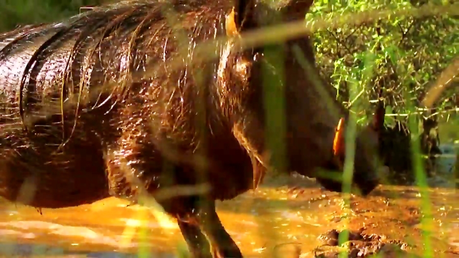 مستند حیات وحش