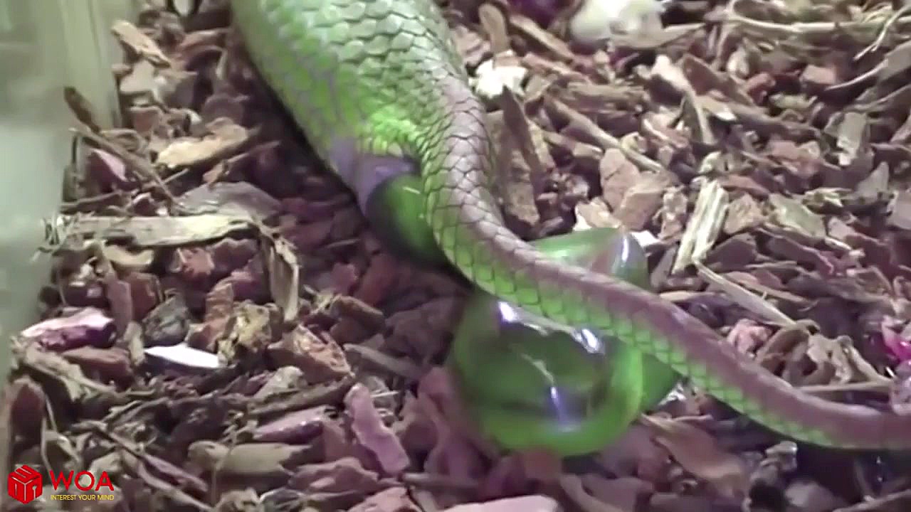 حیات وحش، زنده زایی مار سبز