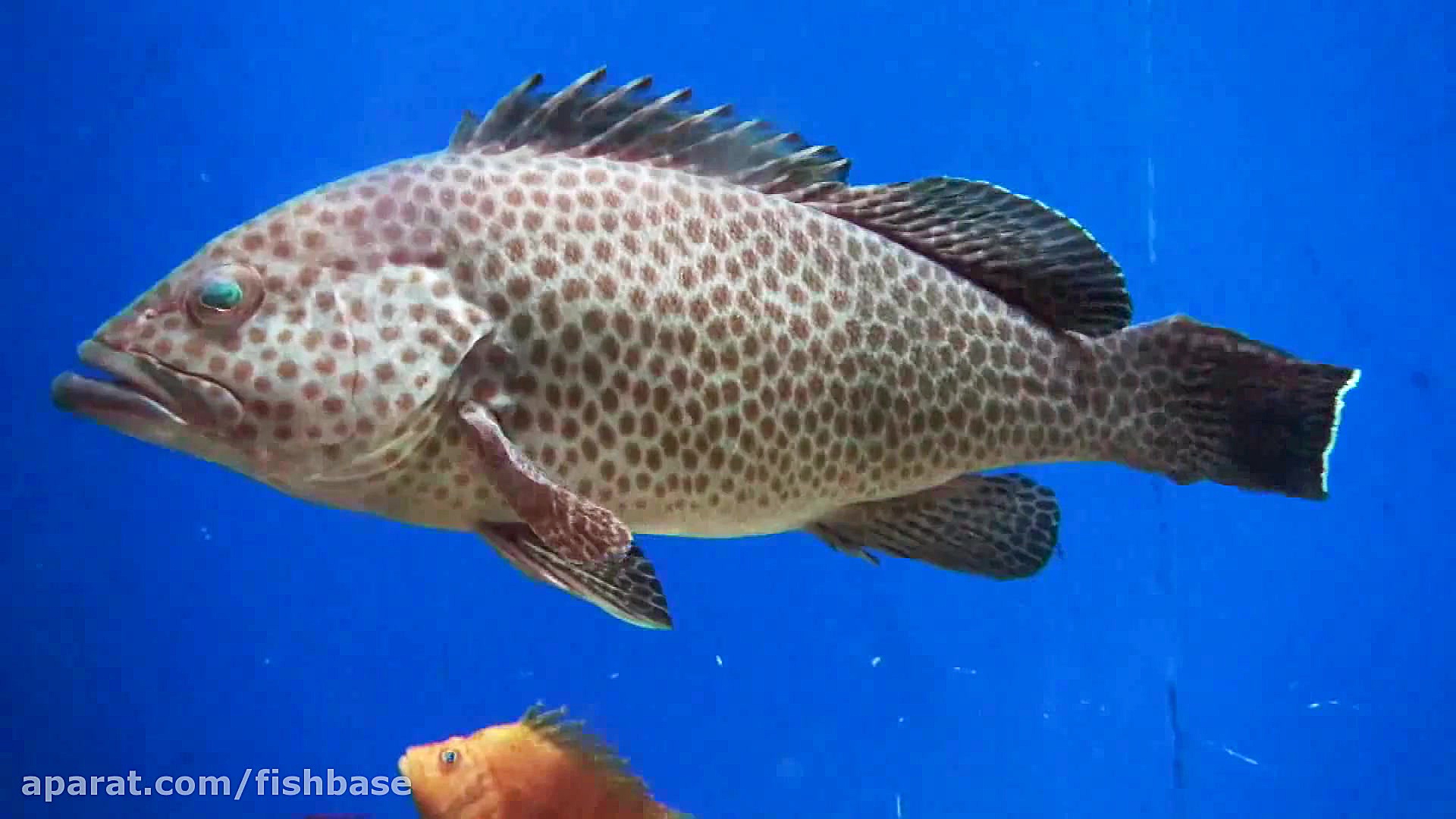 هامور منقوط قرمز: Epinephelus...