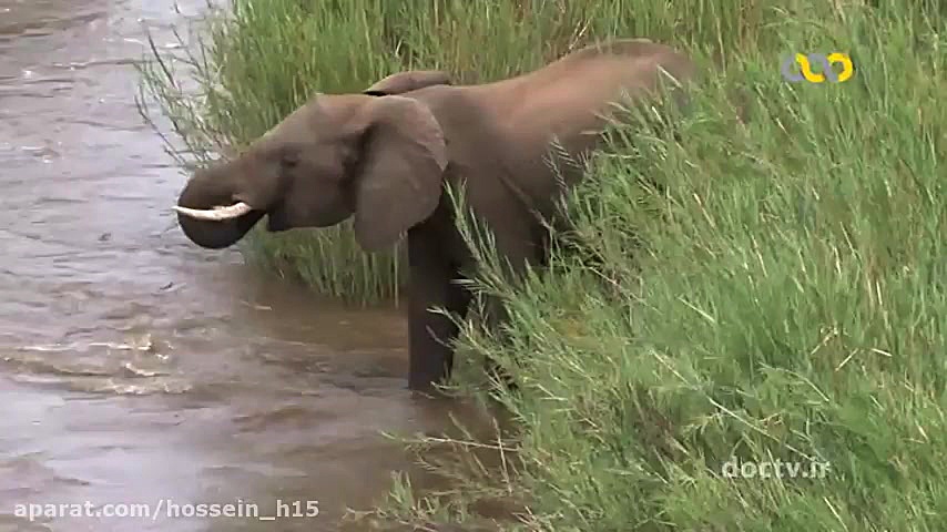 حیات وحش حیرت انگیز آفریقا  1