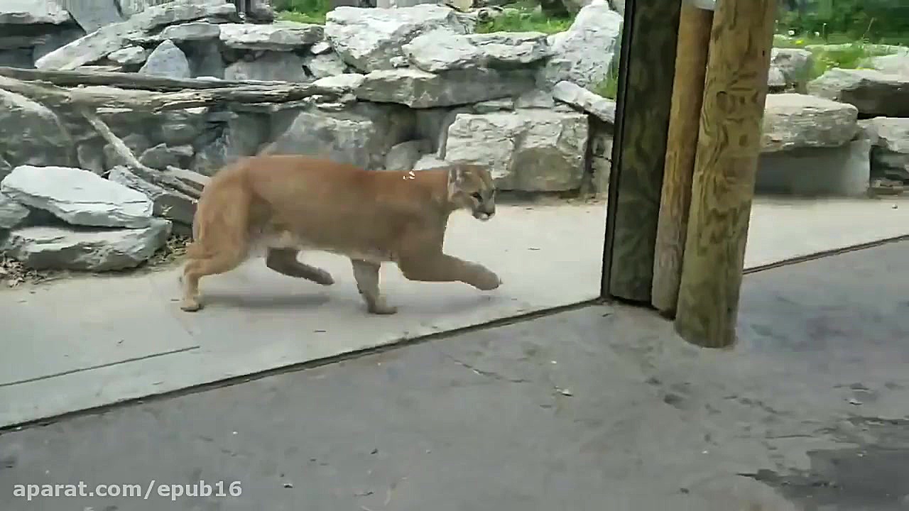 واکنش گربه وحشی به سگ در باغ و...