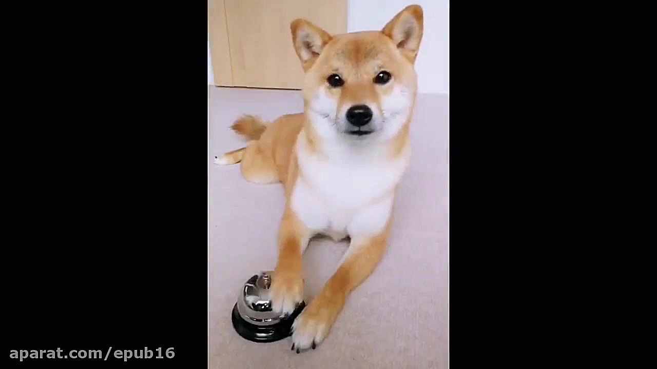 گیج شدن بامزه سگ شیبا اینو