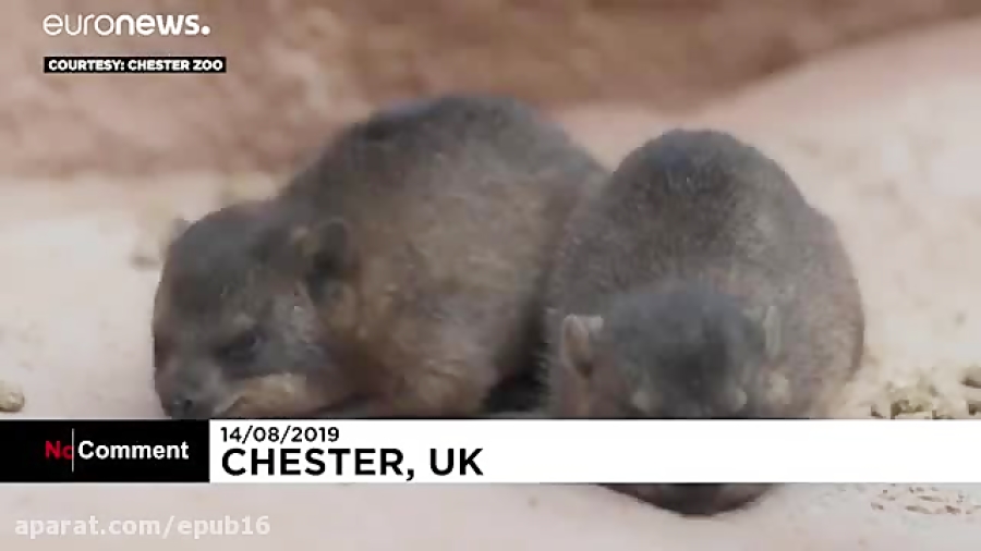 تولد سه قلوهای خرگوش کوهی صخره...