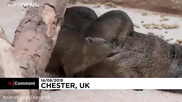 تولد سه قلوهای خرگوش کوهی صخره...