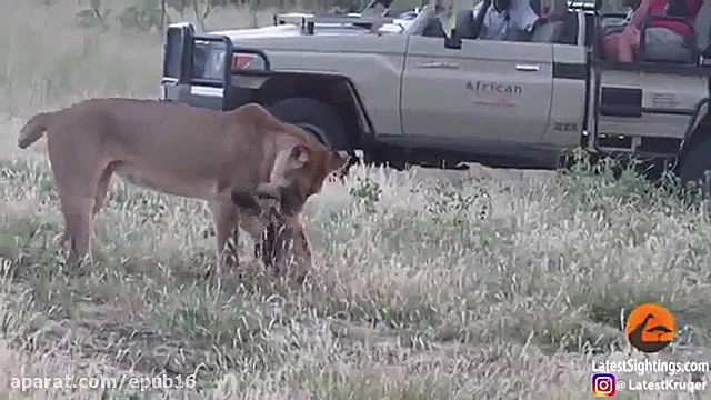 تظاهر به مردن سگ وحشی برای فرا...