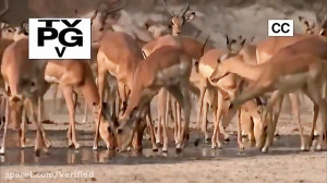 مستند حیات وحش