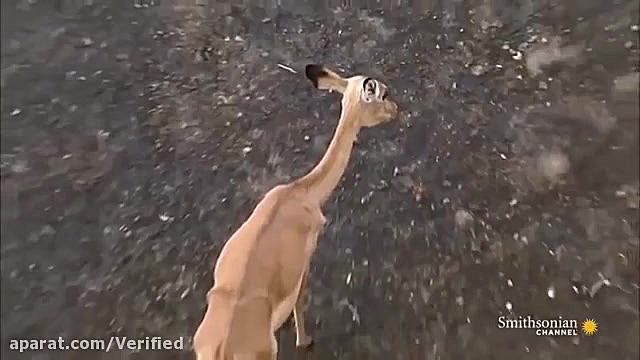 مستند حیات وحش