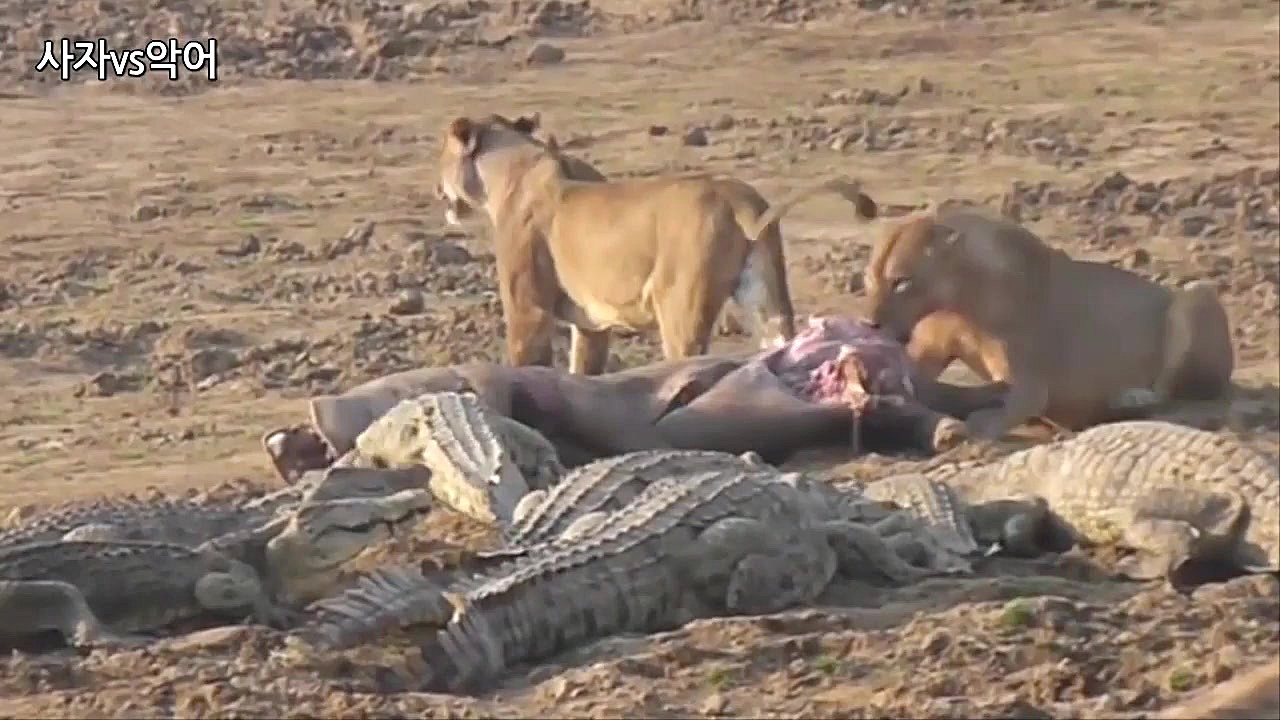 حیات وحش، تقابل خطرناک شیرها ب...