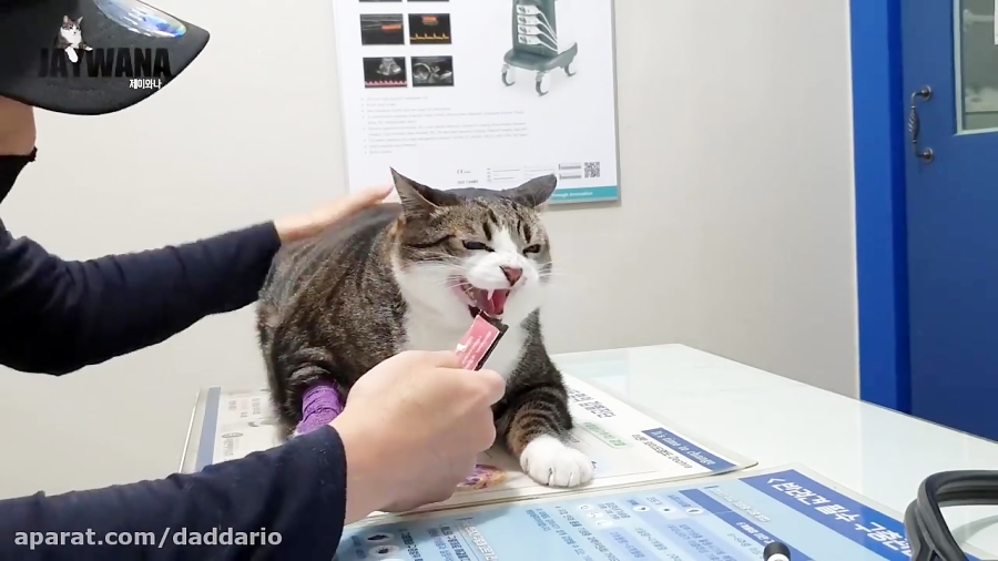 سختی های آمپول زدن به گربه خوش...