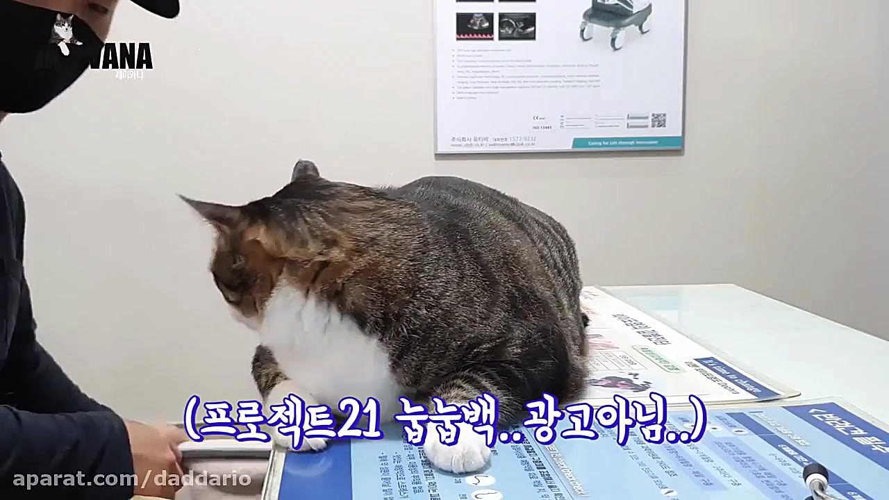 سختی های آمپول زدن به گربه خوش...