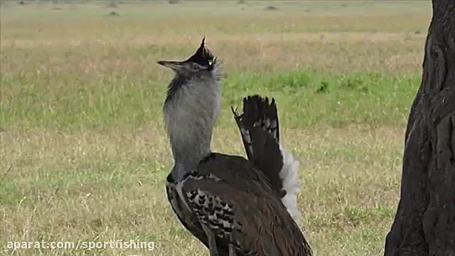 دنیای عجیب پرندگان حیات وحش اف...