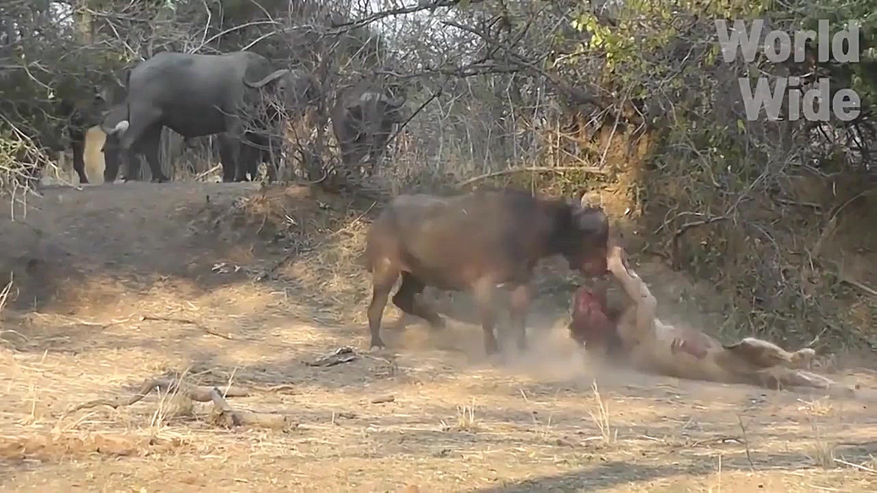 حیات وحش، کشته شدن شیر با شاخ...