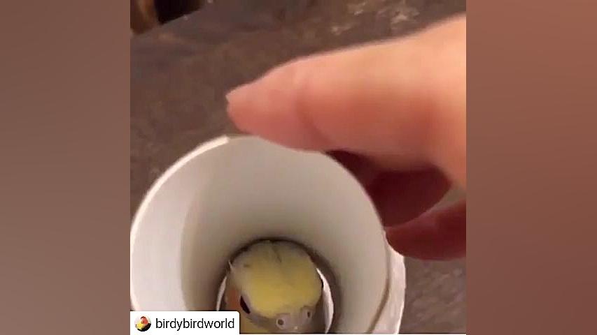 سوت بامزه عروس هلندی