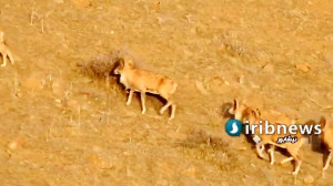 تنوع زیستی در حیات وحش حیدری...