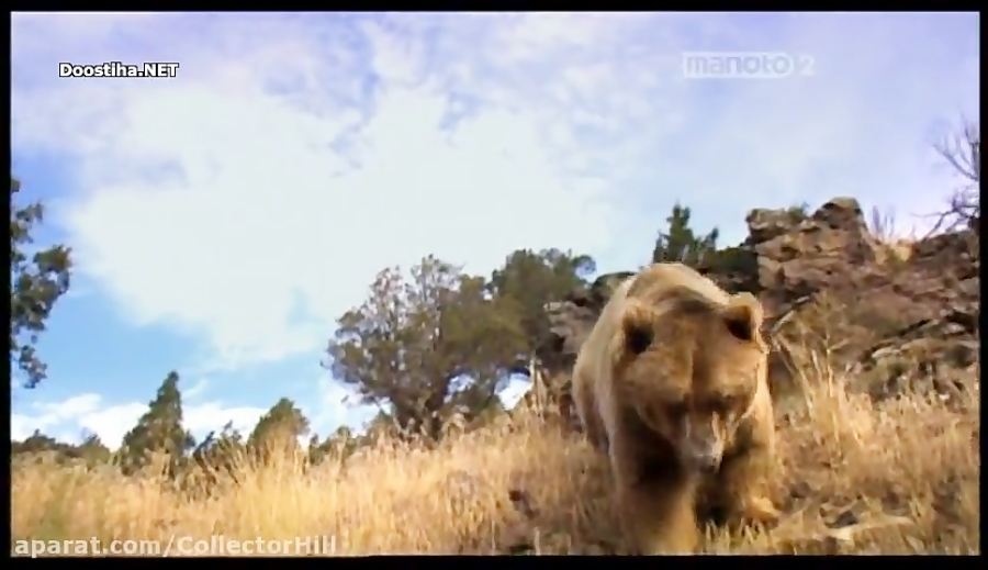 مستند حیات وحش انسان طعمه حیوا...