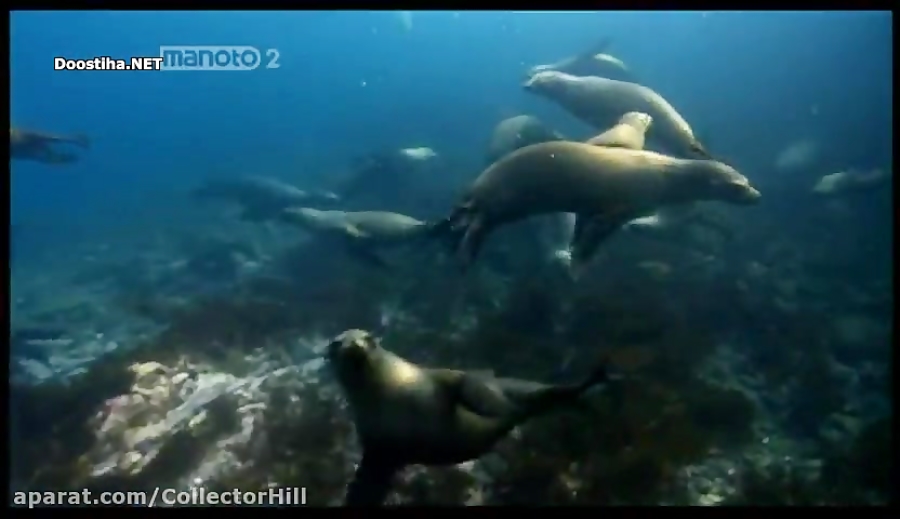 مستند حیات وحش انسان طعمه حیوا...