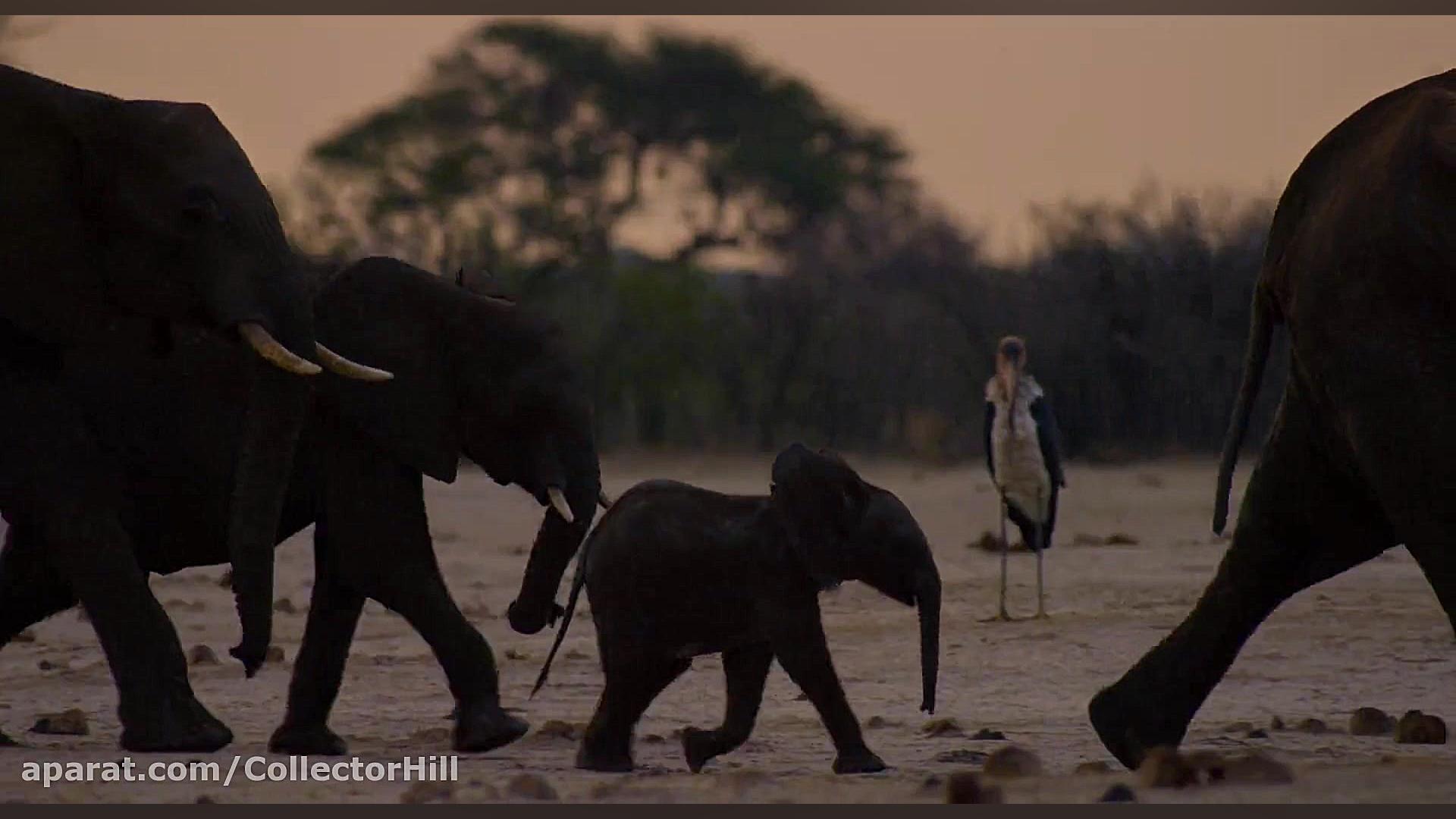 مستند حیات وحش قلمرو افسون شده...