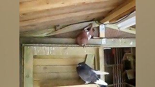 کبوتر نر مست کفتر ویدیوهای سعی...