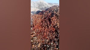 حیف و میل پیاز در نجف آباد