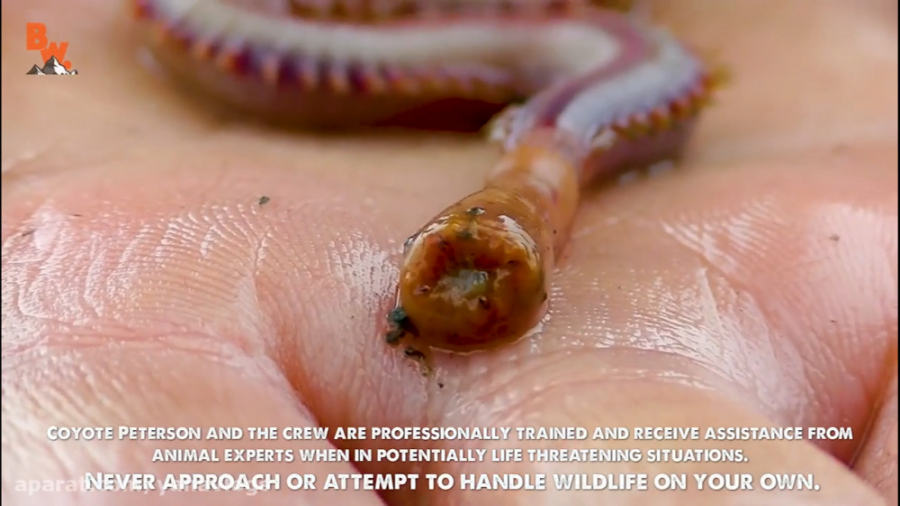 تجربه گاز گرفتن توسط BLOODWORM...