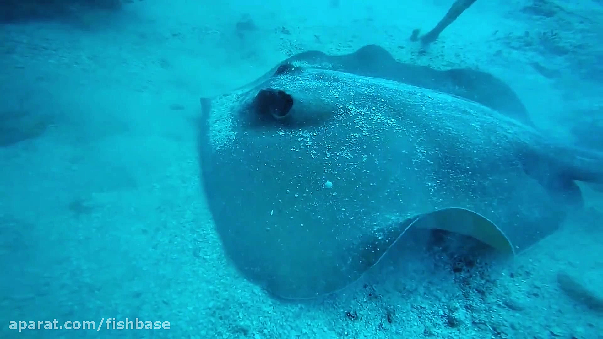 لقمه‌ماهی معمولی: Dasyatis pas...