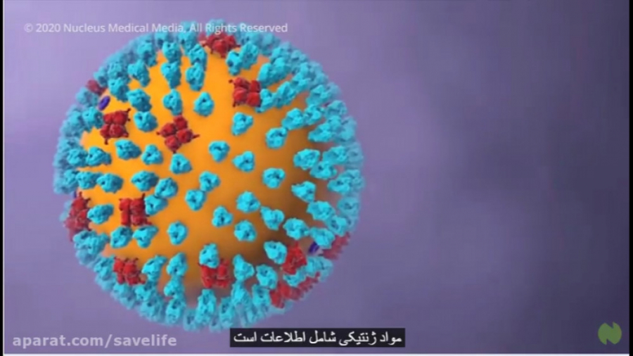 پاتوفیزیولوژی کووید 19