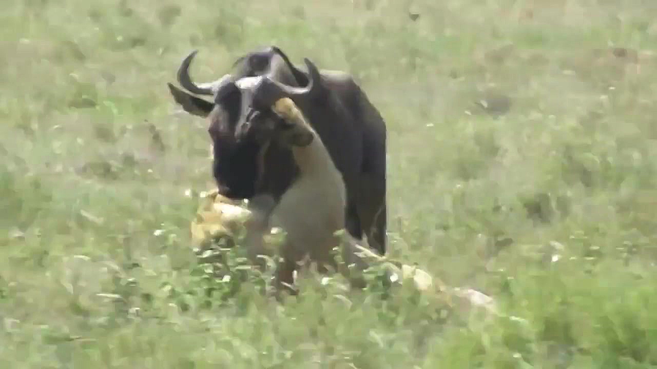 حیات وحش، حمله دیدنی شیر برای...