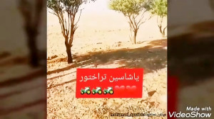 تیم تراکتورسازی