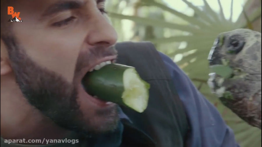 غذا دادن به لاکپشت