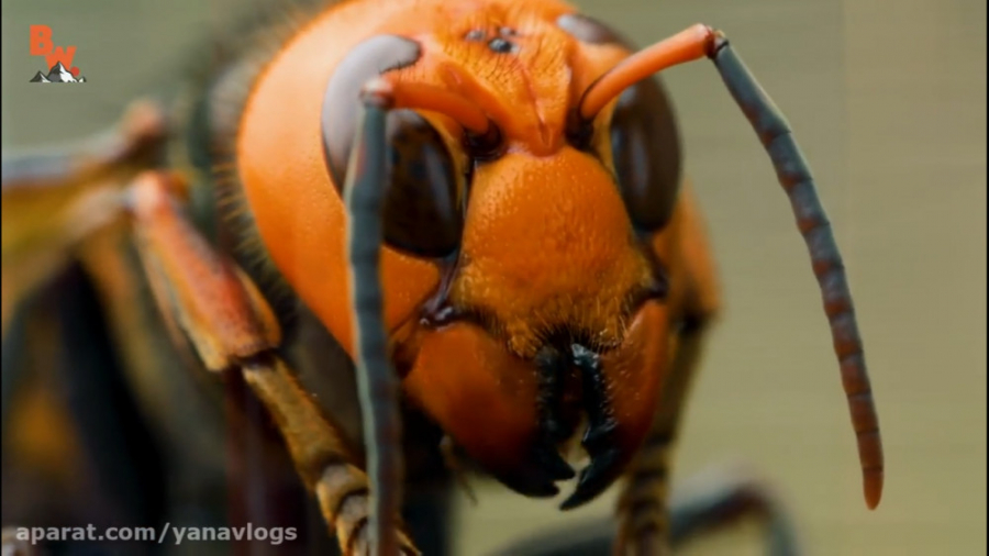 تجربه نیش زنبور HORNET !