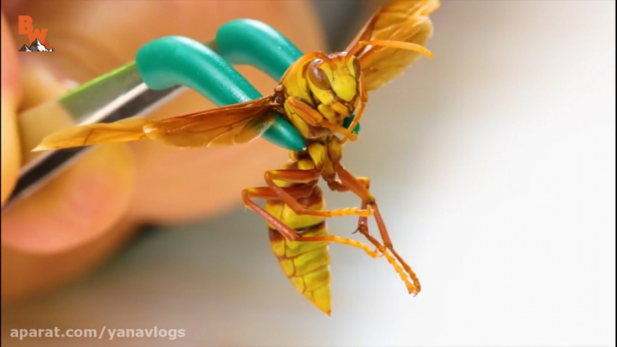 تجربه نیش زنبور EXECUTIONER WA...