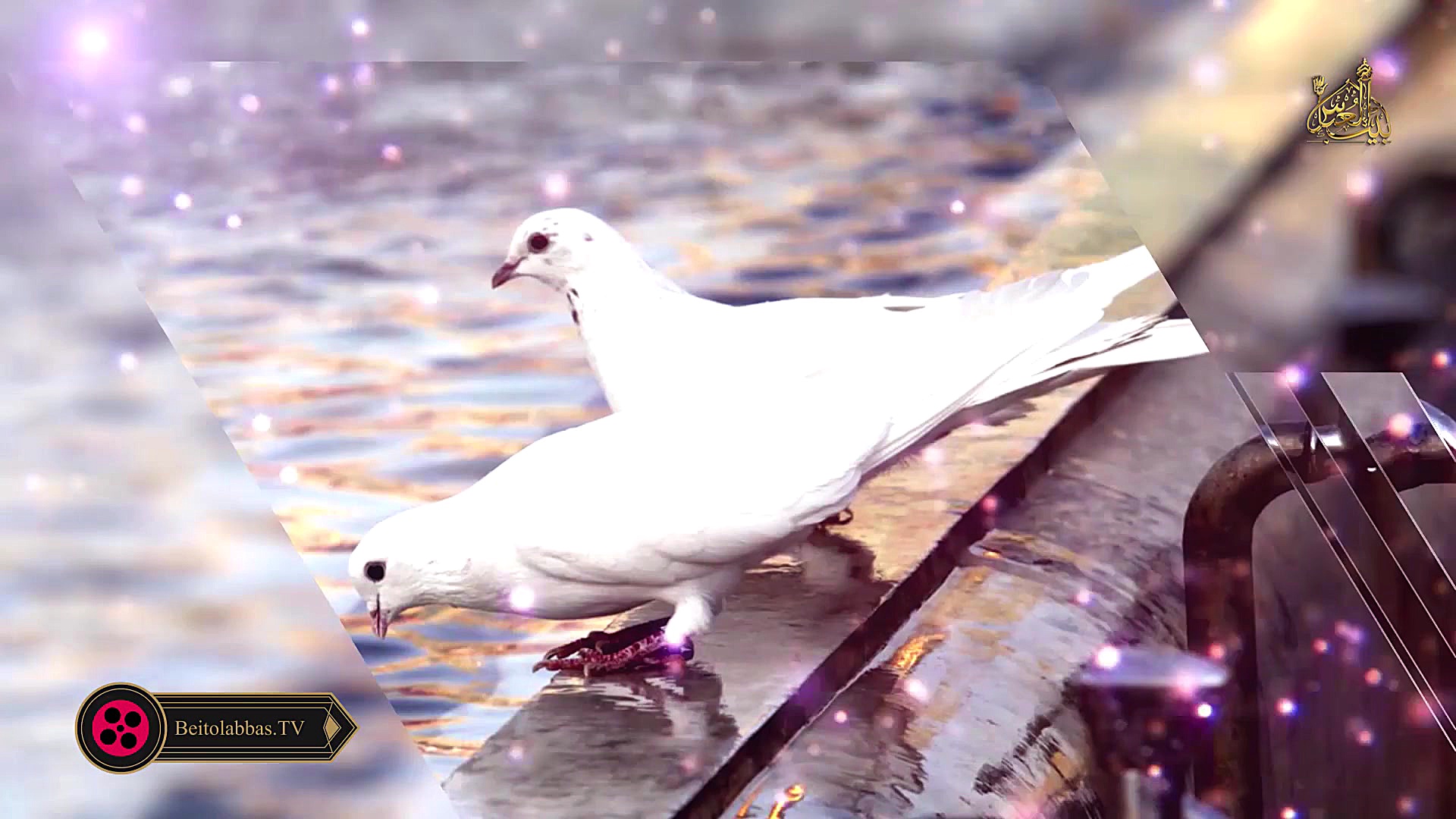 جواد مقدم  قربون کبوترای حرم ا...