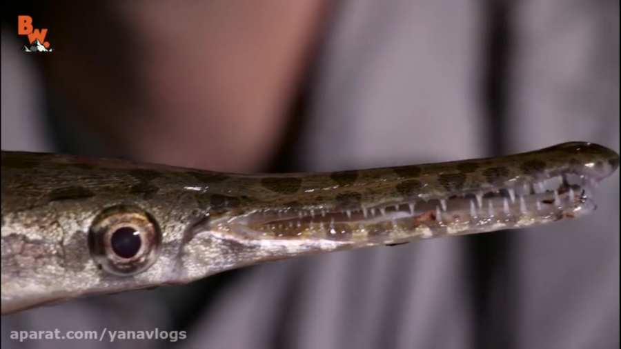 موجودات عجیب تکزاس