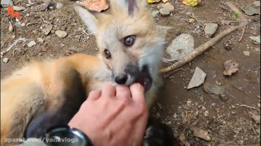 بچه روباه بازیگوش