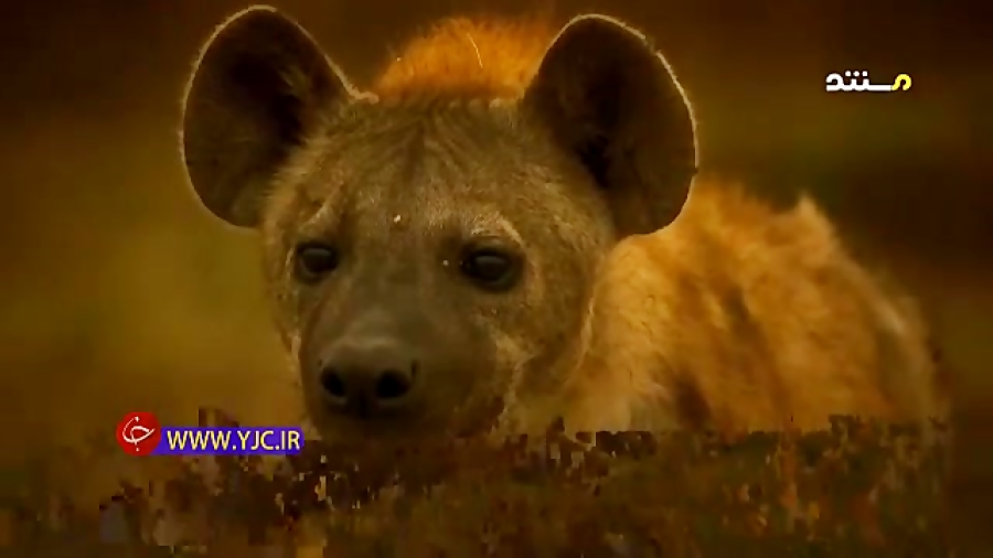 مستند دیدنی حیات وحش، کشته شدن...