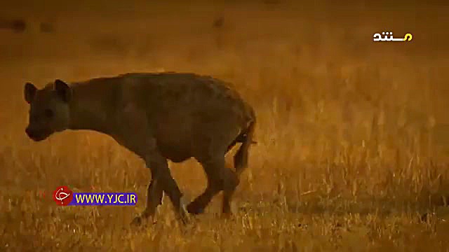 مستند دیدنی حیات وحش، کشته شدن...