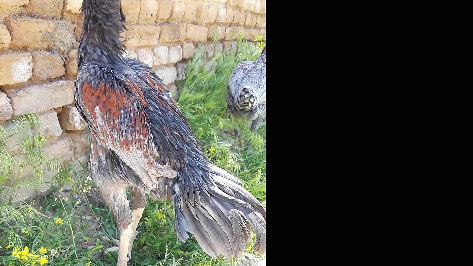 خروس و مرغ لاری طوسی پرمرغی