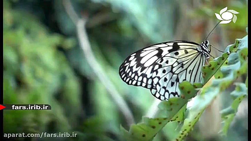 ترانه شاد &quot; خوشبختم &quot...