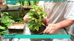 آموزش کاشت و پرورش گل و گیاهان...