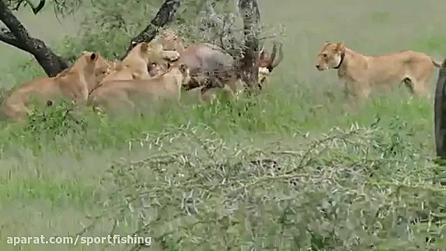 حمله دهها شیر به گوزن بزرگ و ش...