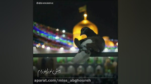 کلیپ تبریک تولد امام رضا | ولا...